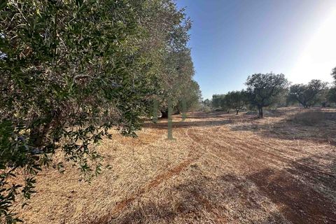 Helårsgrund i Carovigno, Brindisi, Carovigno - € 50.000 | Ref: Sierri VistaMar - foto 7